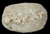 Cretaceous Fossil Fish Vertebrae Cluster In Rock - Morocco #66527-1